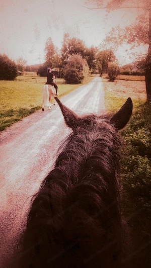 Reitbeteiligung zu vergeben. Bild 4