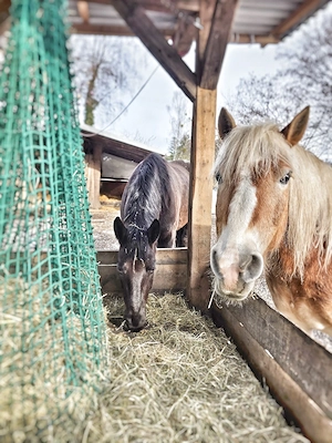 Reitbeteiligung zu vergeben. Bild 2