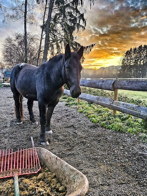 Reitbeteiligung zu vergeben. Bild 5