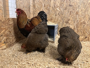 Hühner Hennen Geflügel 