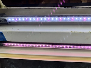 Aquarium 120 Liter mit LED Beleuchtung  Bild 3