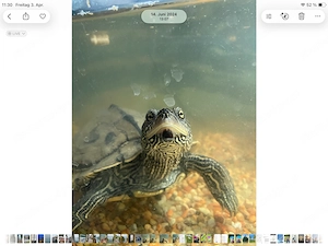 Wasserschildkröte zu verschenken  Bild 7