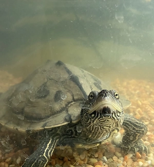 Wasserschildkröte zu verschenken  Bild 5