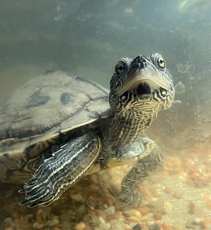 Wasserschildkröte zu verschenken 