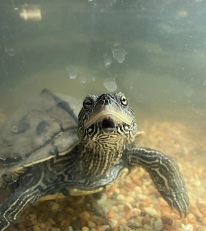 Wasserschildkröte zu verschenken  Bild 3