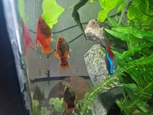 Fische zu vergeben Bild 2