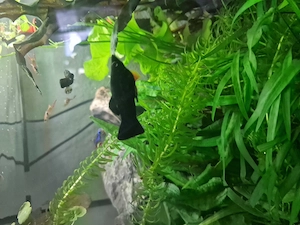 Fische zu vergeben Bild 3