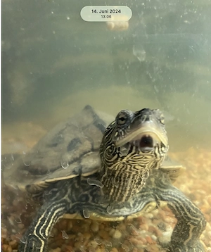Wasserschildkröte zu verschenken  Bild 6