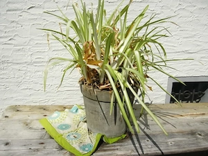 Blumentopf mit Planze, groß ca 35 cm Top hoch zu verschenken Bild 2