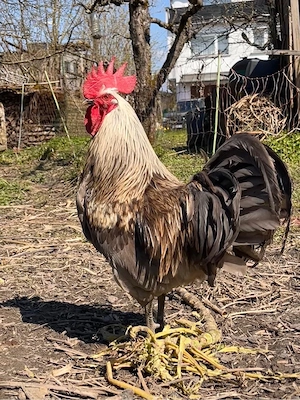 Prächtiger Italiener-Hahn gratis abzugeben Bild 2