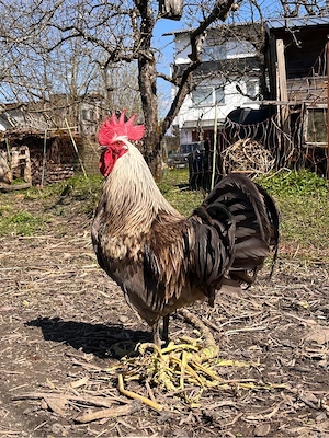 Lachsfarbener Italiener-Hahn abzugebeb