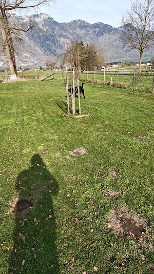 Landwirtschaftlicher Grund in Nofels   Bangs Bild 2