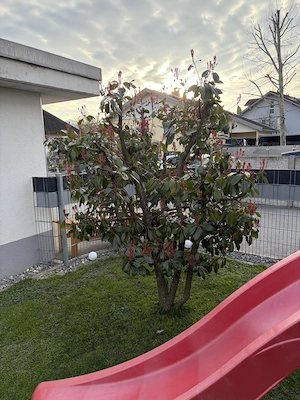 Verkaufe Baum Strauch Glanzmispel "Red Robin" Bild 2