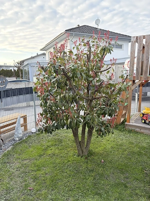 Verkaufe Baum Strauch Glanzmispel "Red Robin"