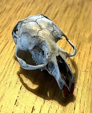 Schädel eines Nagetiers