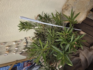 Oleander, 110 cm hoch, mit rosa Blüten  Bild 3