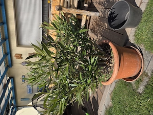 Oleander - 110 cm hoch mit rosa Blüten 