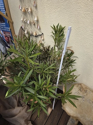 Oleander - 110 cm hoch mit rosa Blüten  Bild 3