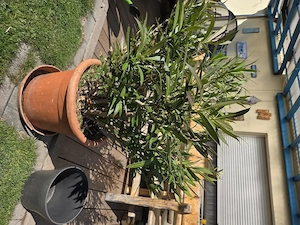 Oleander - 110 cm hoch mit rosa Blüten 