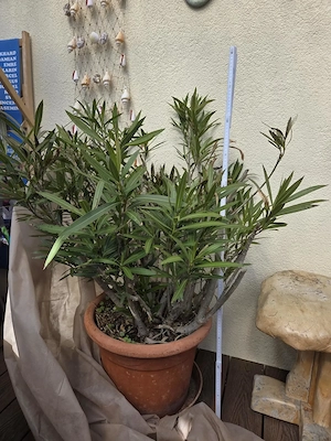 Oleander - 110 cm hoch mit rosa Blüten  Bild 4