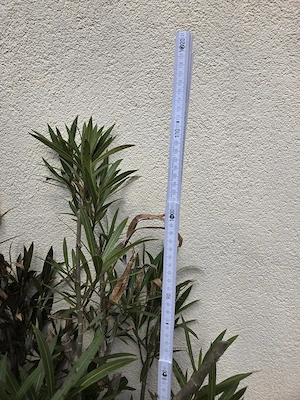 Oleander, 110 cm hoch, mit rosa Blüten  Bild 2