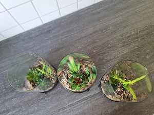 Deko - Kunstpflanzen  Bild 2