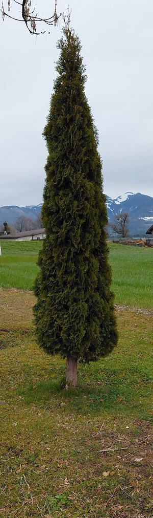 Große Thuja  Bild 2