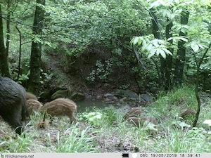 Privates Naturparadies zu verkaufen Bild 5