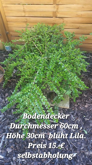 Verschiedene Pflanzen  Bild 2