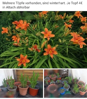 Verschiedene Pflanzen 