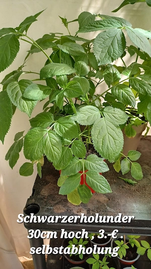 Verschiedene Pflanzen  Bild 4