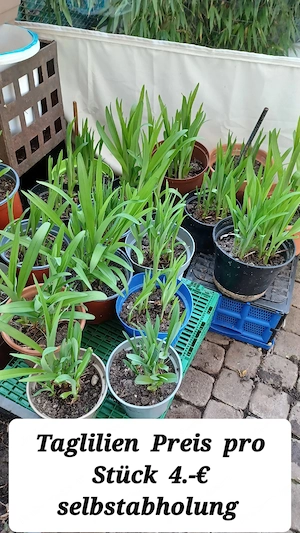 Verschiedene Pflanzen  Bild 3