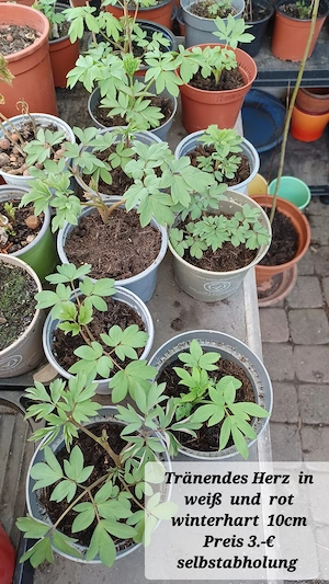 Verschiedene Pflanzen  Bild 5