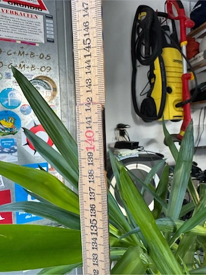 Verschenke Yucca-Palme Bild 2