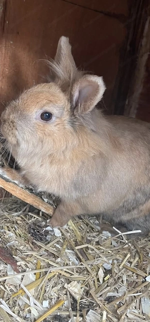 zum verschenken  Bild 2