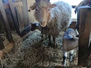 Zackelschafe zu vergeben Bild 2