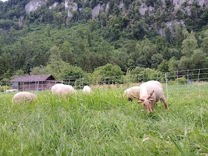 Zackelschafe zu vergeben Bild 4