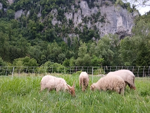 Zackelschafe zu vergeben Bild 3