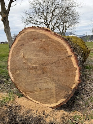 Eichenstamm 90cm  Bild 2