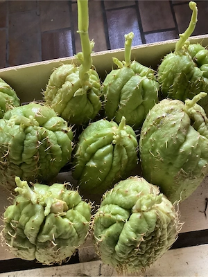 Chayoten Frucht zur Anzucht