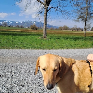 Hundebetreuung gesucht!