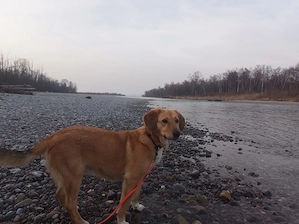 Hundebetreuung gesucht! Bild 2