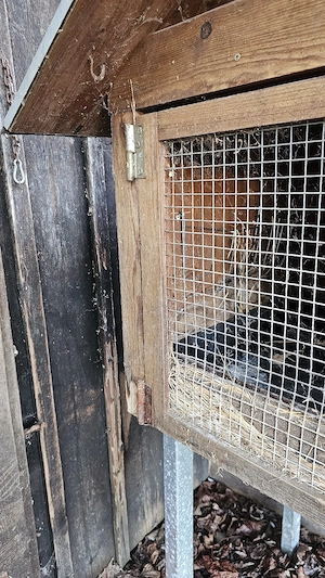 Hasenstall, Meerschweinchenstall, Kaninchenstall, Rattenstall, Kleintierstall Bild 5