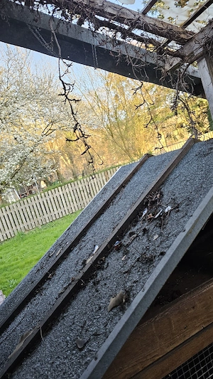 Hasenstall, Meerschweinchenstall, Kaninchenstall, Rattenstall, Kleintierstall Bild 4