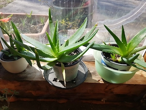 Heilende Aloevera Pflanze  Bild 3