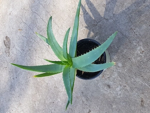 Heilende Aloevera Pflanze  Bild 2