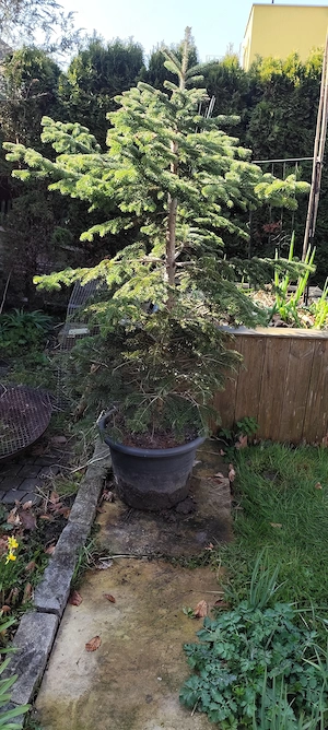 Fichte im Topf Bild 2