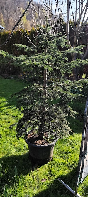 Fichte im Topf Bild 3
