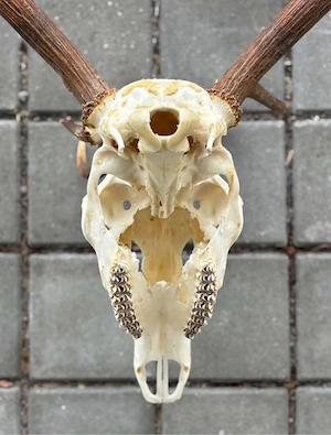 Eindrucksvolles Rothirsch-Geweih mit Schädel - 11 Ender - 110 cm Spannweite Bild 3