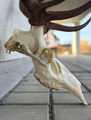 Eindrucksvolles Rothirsch-Geweih mit Schädel - 11 Ender - 110 cm Spannweite Bild 2